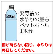 発芽後の水やりの量もペットボトル1本分