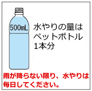 水やりの量はペットボトル1本分