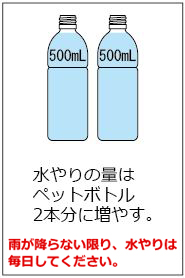 水やりの量はペットボトル2本分に増やす