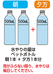 水やりの量はペットボトル3本分に増やす