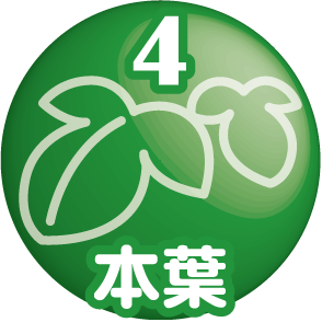 工程4：本葉