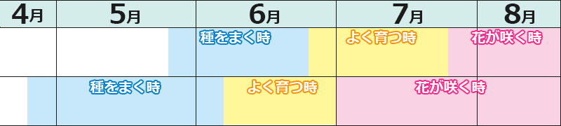 あさがおの育て方