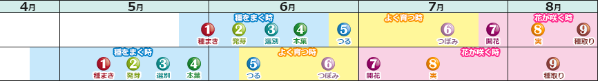 あさがおの育て方