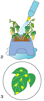 はくぶん 役立つ教材知識 あさがおの育て方